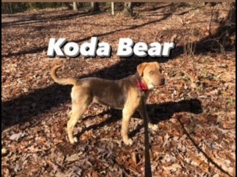 Koda Bear, an adopted German Shepherd Dog & Pit Bull Terrier Mix in Elmwood Park, NJ_image-1