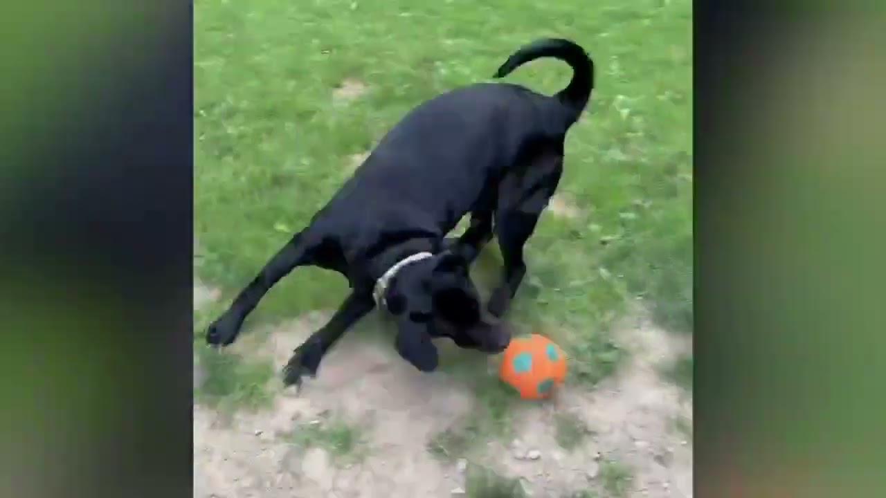 Beth, a ADOPTABLE mixed breed in Shippenville, PA video 6/6