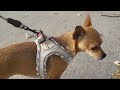 Small Haapaw Dog Harness With Leash Set No Pull Adjustable Reflective Step In Puppy Harness