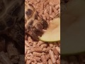Toby Tortoise