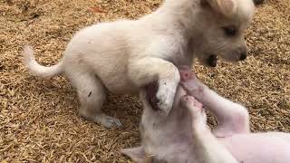 #dogs #doglife #amazingdogs #animals #shortvideo #streetdog #beautifuldogs #funnyanimal #funnydogs