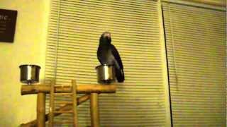 Parrot tells dog to shut up