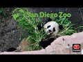 San Diego Zoo Parking And Animal Updates
