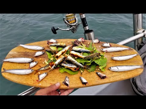 YouTube video about: Where can I buy anchovies for fishing?