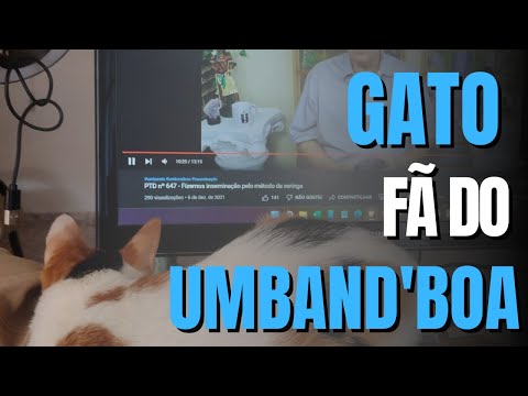 PTD nº 652 - Meu gato assiste vídeos de Umbanda comigo