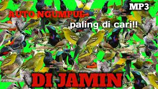 Download lagu Suara pikat semua burung kecil mp3 PALING AMPUH #terbukti mp3