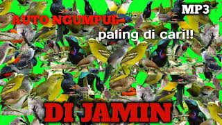 Download lagu Suara pikat semua burung kecil mp3 PALING AMPUH te... mp3