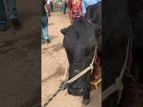 #pernambuco #gado #pecuarista #fazenda #feiradogado #agro #capoeiras