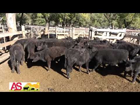 REMATE ADOLFO KOERNER EN AZUL 12 DE MAYO 2021