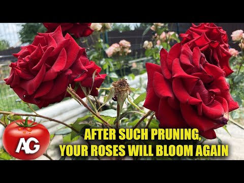 How to prune a rose after blooming in summer so that it blooms again.  Pruning roses in summer.