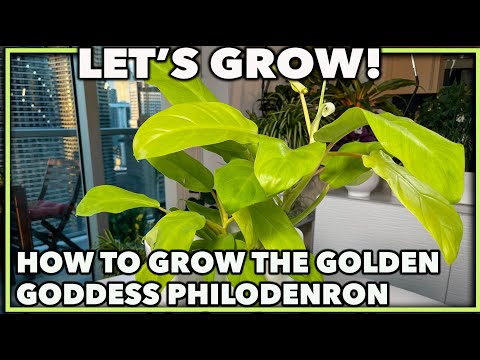 , title : 'HOW TO GROW GOLDEN GODDESS PHILODENDRON (Lemon Lime Philodendron): A complete house plant guide'