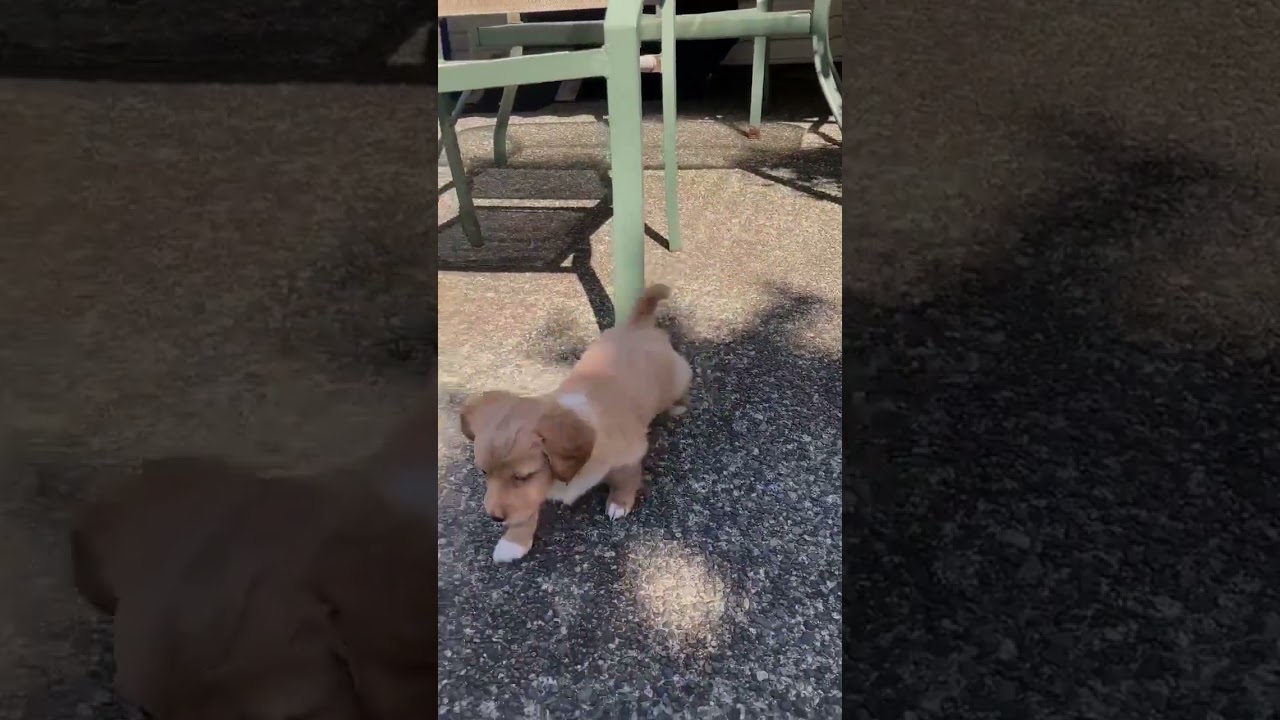 Enlarge Paddington, an adopted mixed breed in Nanaimo , BC video 5/5