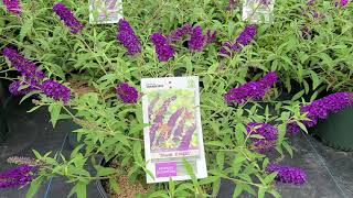 Buddleia &#39;Black Knight&#39; - Dark Purple Flowers - Most Successful Butterfly Bush Introduction - EVER!