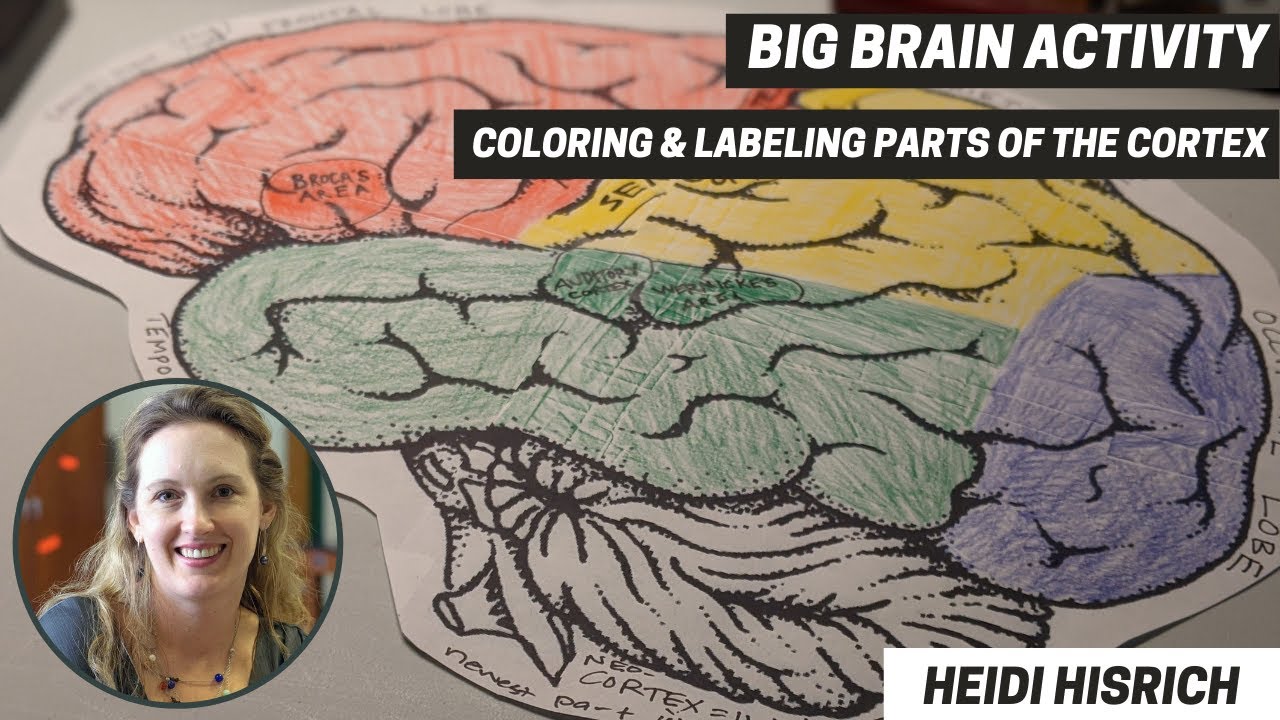 Big Brain Activity: Cortex Coloring and Labeling
