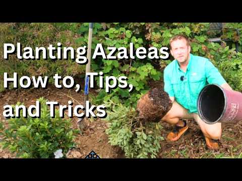 The CORRECT Way to Plant and Care for an Azalea | How to Plant Azaleas