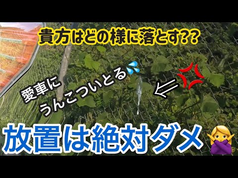 鳥の糞からテラスを掃除するにはどうすればよいですか？汚れや臭いを取り除くためのヒント  庭園