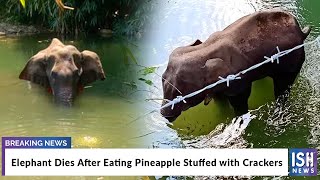 Elephant Dies After Eating Pineapple Stuffed with Crackers
