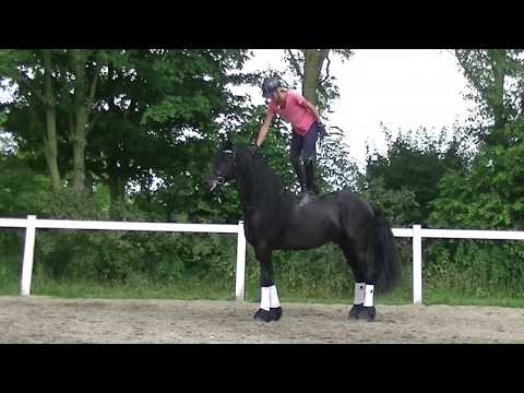 Stal Okkema's Wejoma