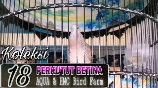 Download lagu 18 PERKUTUT BETINA RING AQUA & HMC BIRD FARM mp3 Download lagu 18 PERKUTUT BETINA RING AQUA & HMC BIRD FARM mp3