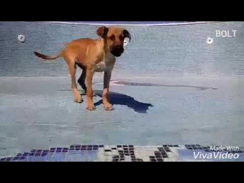 CACHORRO ENTRA EM MINHA PISCINA PELA PRIMEIRA VEZ