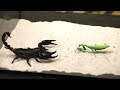 BRUTAL FIGHT OF THE MANTIS AND SCORPION - VERSUS OF THE MANTIS - THE AGAMA ATE THE LOCUST!