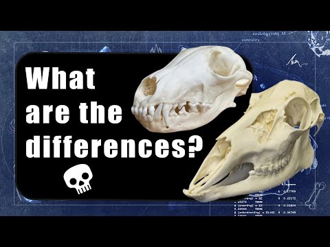 Comparing carnivore and herbivore skulls | Ripping vs grinding anatomy!