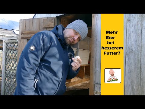 Hühnerhaltung - Mehr Eier bei besserem Futter?