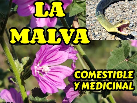 LA MALVA,  planta medicinal, comestible y otros usos. Malva sylvestris