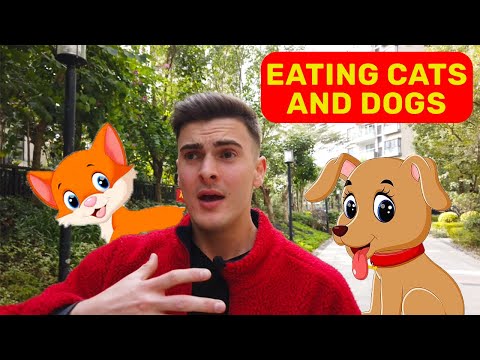 Eating Cats and Dogs - 吃猫狗肉
