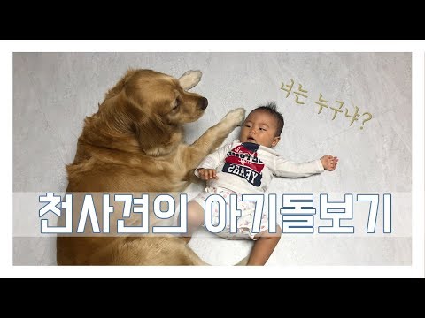 힐링영상] 아기와개/ 천사견 골든리트리버가 8개월 아기를 만났어요 :)