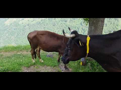 Mucche al Pascolo in Val dei Ratt 18.06.2021