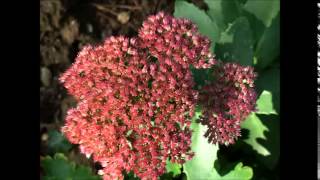 Flowers And Plants Autumn 2014 with Voices by Druid