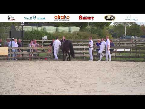 Fokdag ‘het Friese Paard’ Wolvega en omstreken | 20 augustus 2022
