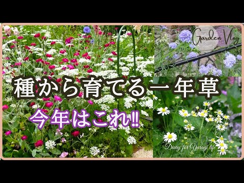 種を蒔く、花、タチアオイ、紫色、木、種を集める、8月
