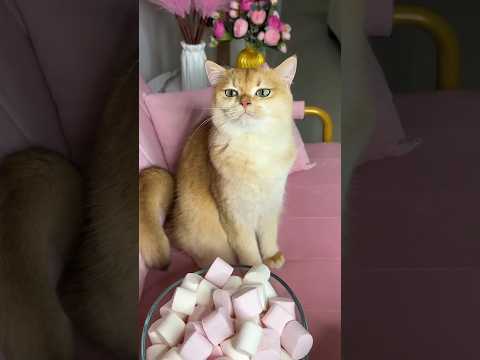 @princess Nika cat #cats #kittenshort#catshorts