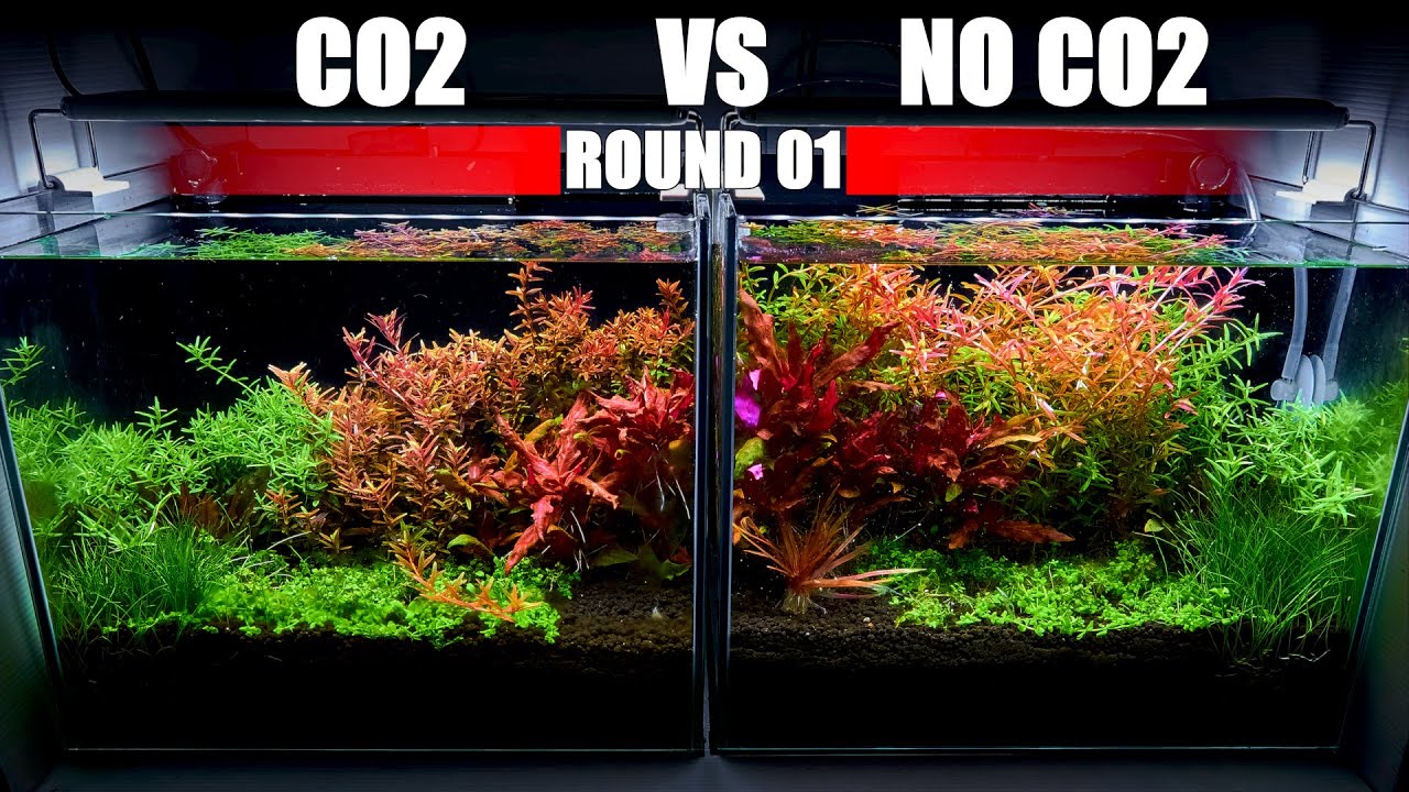 Is It Worth To Add CO2 To Your Planted Tank | 1st Round of CO2 Vs No CO2 Planted Aquarium