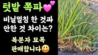 텃밭 쪽파
