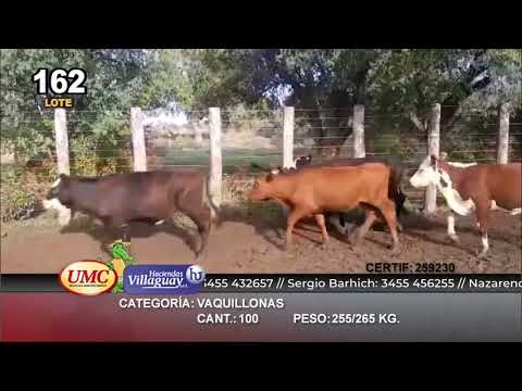 Lote 100 Terneras en Villaguay, Entre Ríos