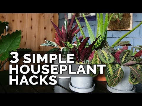 , title : '3 Simple Houseplant Care Tips to Keep Your Plants Healthy