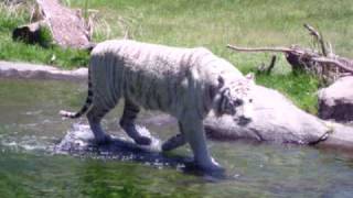TIGRE BLANCO - TEMAIKEN ARGENTINA