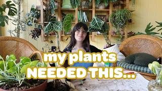 I neglected my houseplants this winter.... let's fix that