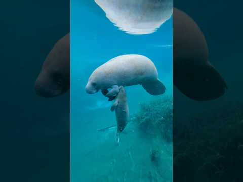 Baby manatees are the most adorable wild animals in Florida! 🥺😍 #manatee #florida #conservation