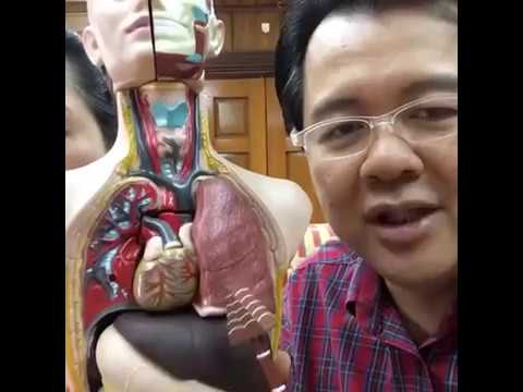 Pagkain bago mag-ehersisyo para sa pagbaba ng timbang Kahit na sagging balat kung mawala timbang ng 20 kg