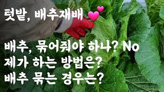 배추, 묶어주야하나? No 왜? / 제가하는 방법은? / 배추 묶는 경우는?