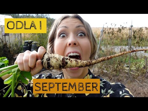 Odla i SEPTEMBER - Nu har rådjuren hittat till trädgården och jag har fått ett fantastiskt jorddjup!