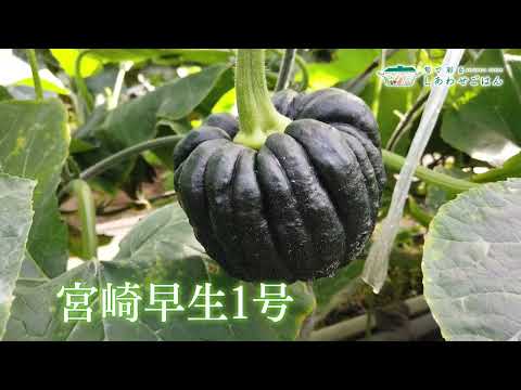 2023年1月6日(金)放送 黒皮かぼちゃ生産者の声