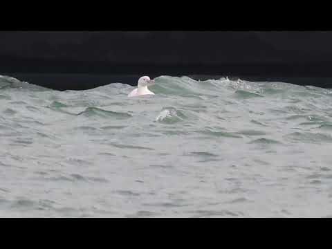 Albino Great Northern Diver  Gavia immer Salcombe, Devon UK