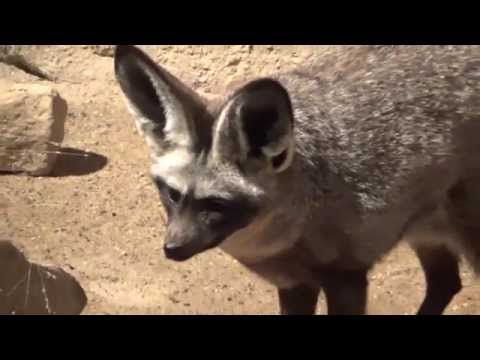 Bat Eared Fox (Otocyon megalotis) Prague Zoo שועל אוזנן