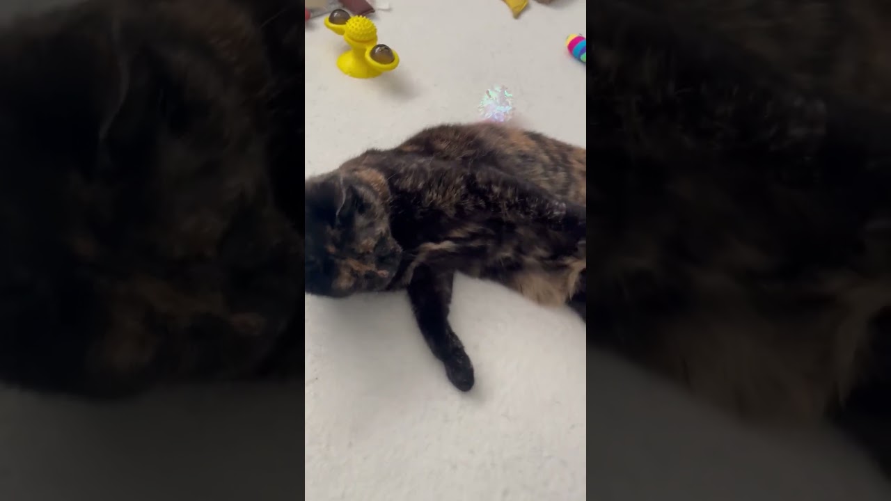 Enlarge Mamaita, a ADOPTABLE Domestic Short Hair in Sudbury, MA video 3/4