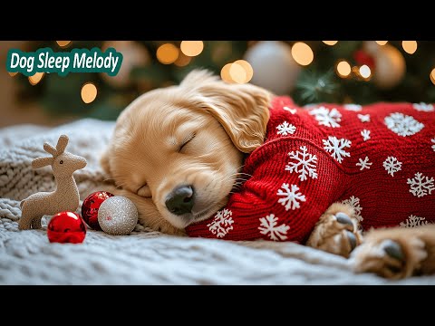 12 HORAS de música relajante para perros 🐶 Ayuda a los perros a dormir, relajarse y mantenerse tran